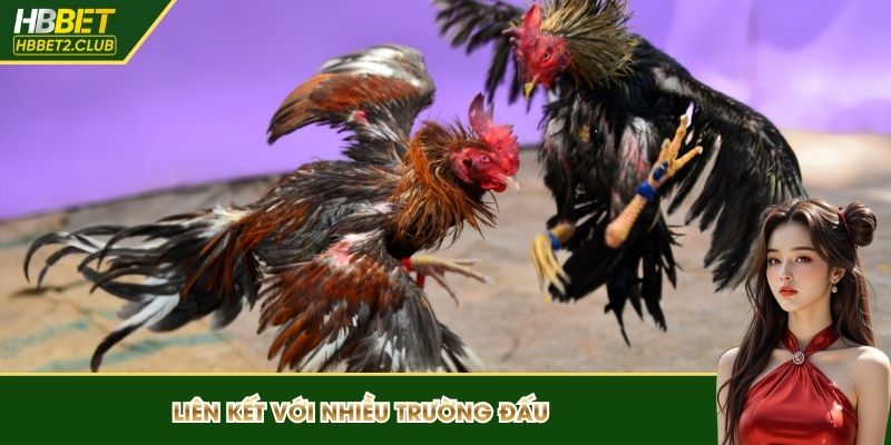 Đá gà liên kết với nhiều trường đấu đẳng cấp